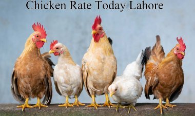 1 KG Chicken Rate Today in Lahore April 2024