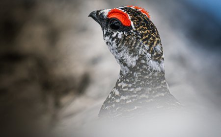 The Majestic National Bird of Pakistan - The Chukar Partridge