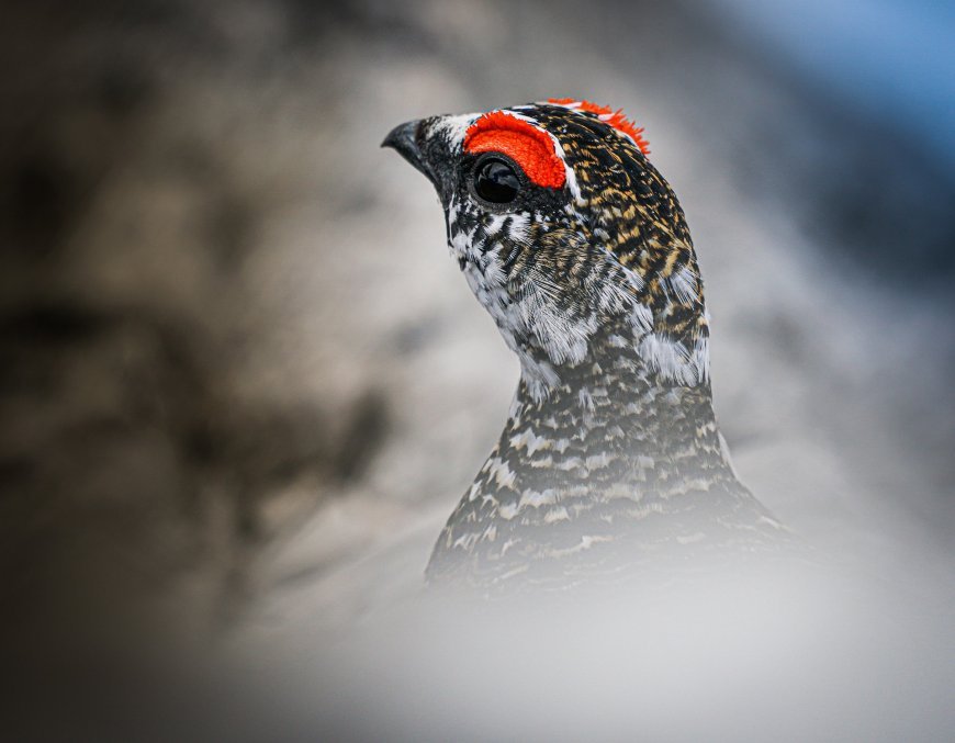 The Majestic National Bird of Pakistan - The Chukar Partridge