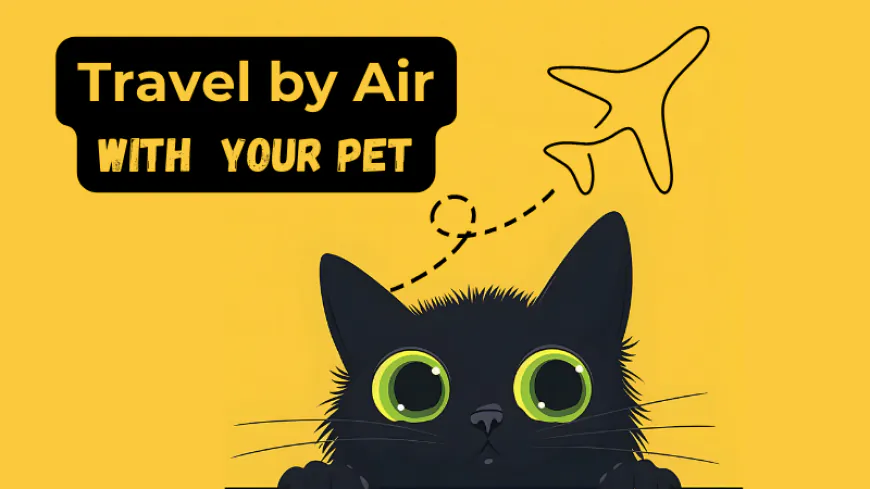 Comprehensive Guide to Traveling Internationally with Your Cat